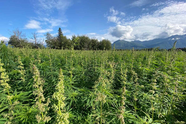 Hemp, the wonder crop.