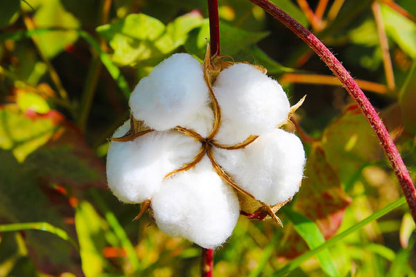 Cotton, preferably organic.